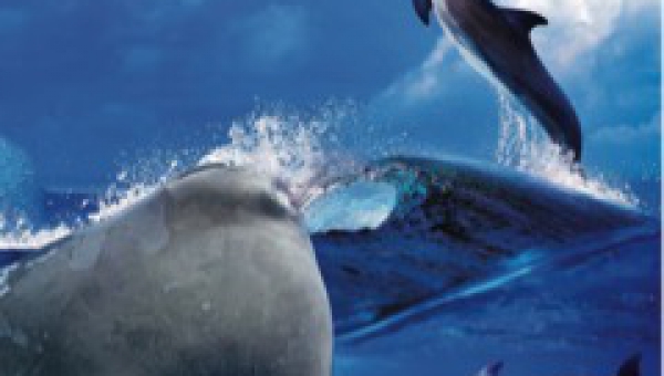 Capodogli e delfini dei nostri mari